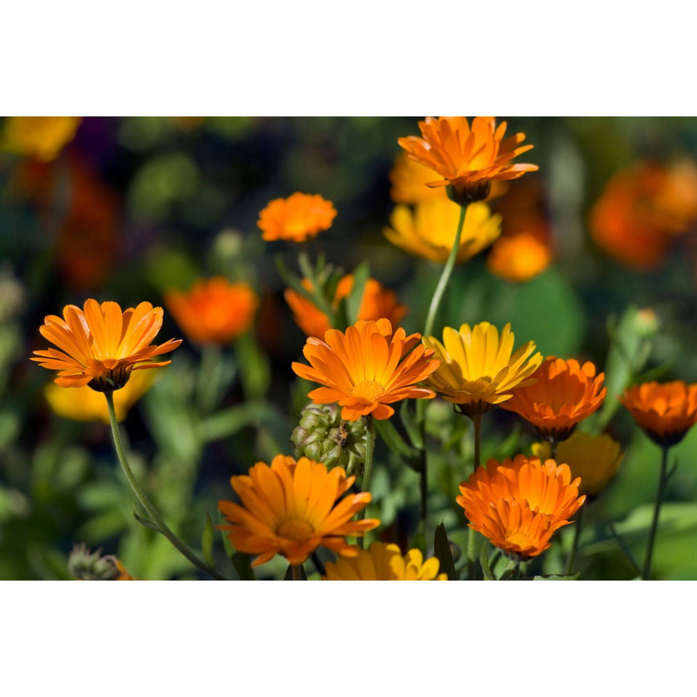 Sabonete de Calêndula Natural 100g – Weleda