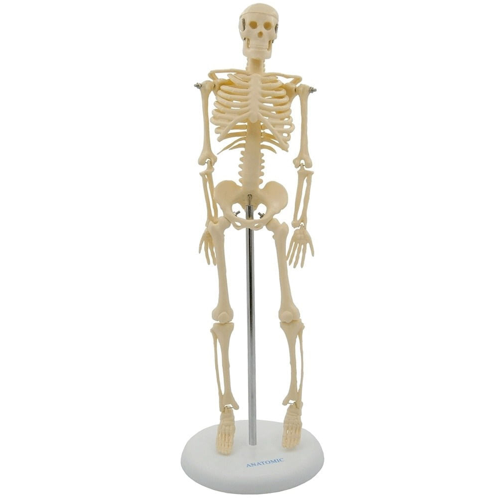 Esqueleto De 85 Cm
