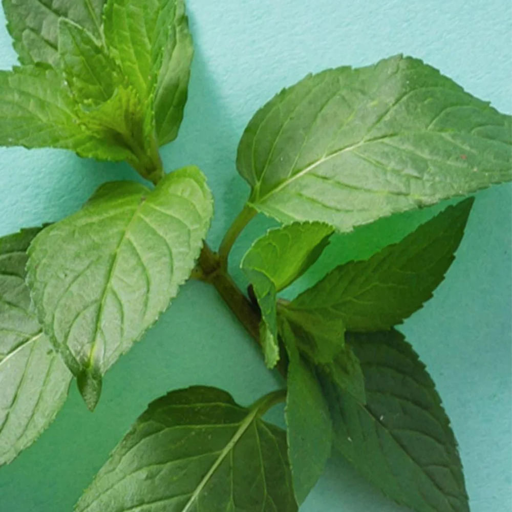 Lip Balm Sweet Mint Stick Organic EOS