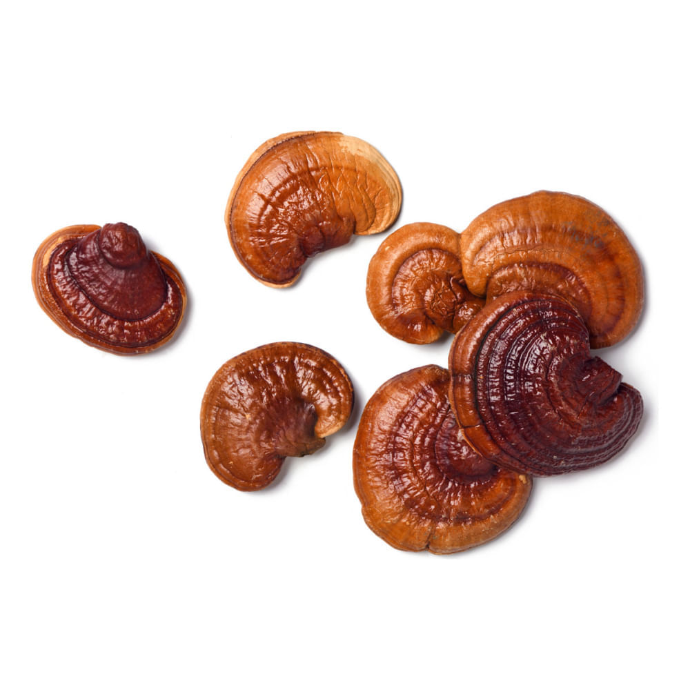 Extrato Reishi Ganoderma Lucidum Fungilovers 30ml