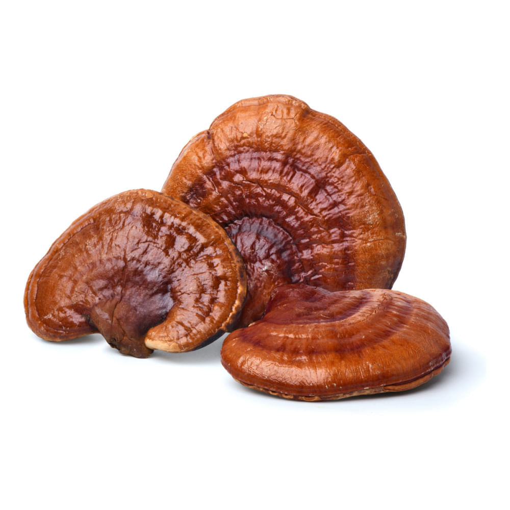 Kit Extrato Reishi Ganoderma Lucidum Fungilovers 30ml 3 Unidades