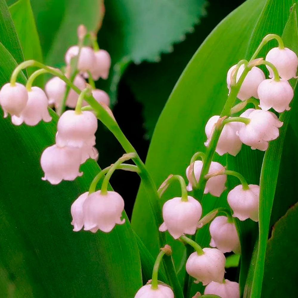 Sabonete em Barra Lily Of The Valley La Florentina 200g